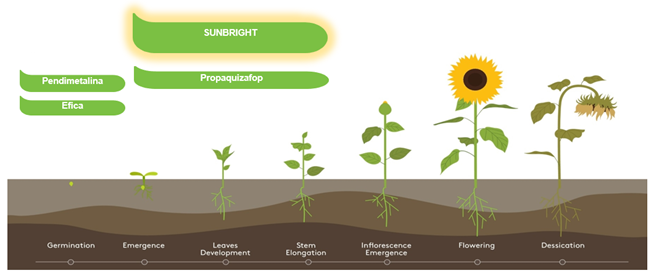 Herbicida para cultivos girasol